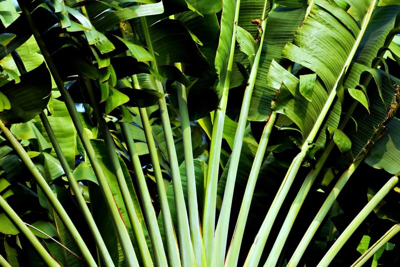 Tropical